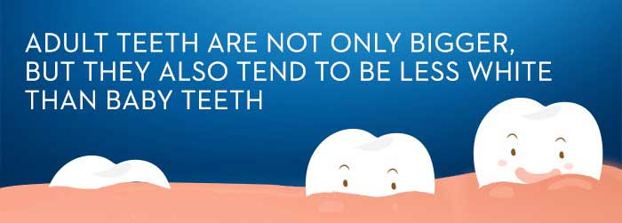 Diagram of emerging baby tooth